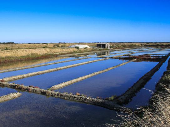 Marais salants en Vendée