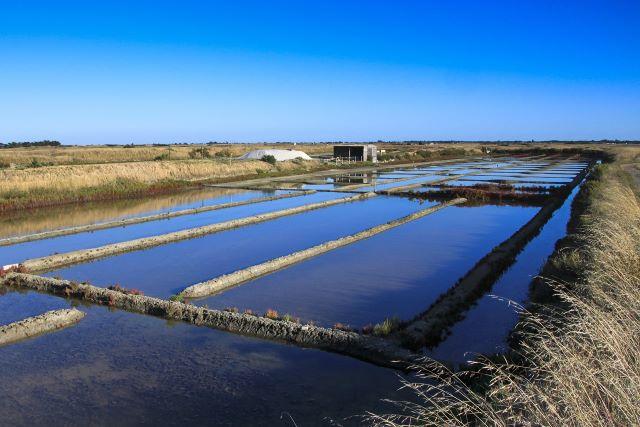 Partez à la découverte de la récolte du sel dans les marais salants vendéens.