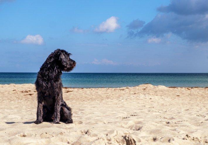 Profitez des plages accueillant les chiens à Saint Jean de Monts cet été.